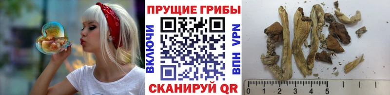 Псилоцибиновые грибы GOLDEN TEACHER  Купить где  Радужный 